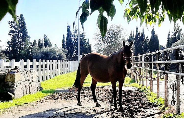 Domus Deiana Case Vacanza San Giovanni Suèrgiu Buitenkant foto